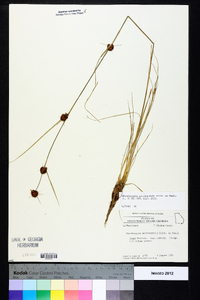 Rhynchospora microcephala image