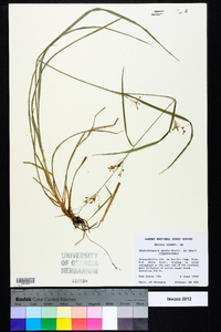 Rhynchospora mixta image