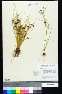 Rhynchospora nitens image