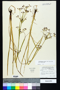 Rhynchospora nitens image