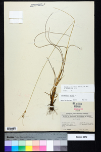 Rhynchospora plumosa image