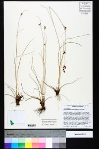 Rhynchospora perplexa image