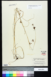 Rhynchospora perplexa image