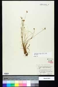 Rhynchospora pusilla image