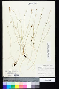 Rhynchospora rariflora image