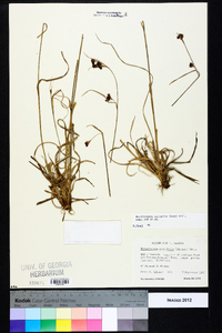 Rhynchospora recognita image