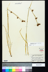 Rhynchospora recognita image