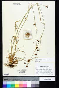 Rhynchospora recognita image