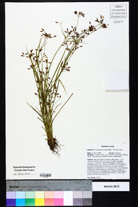 Rhynchospora scirpoides image