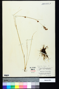 Rhynchospora torreyana image