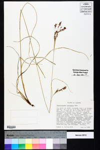 Rhynchospora torreyana image