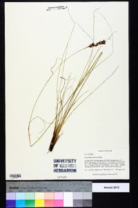 Rhynchospora torreyana image