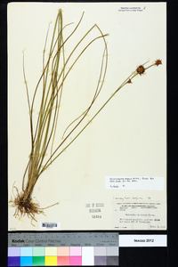 Rhynchospora tracyi image