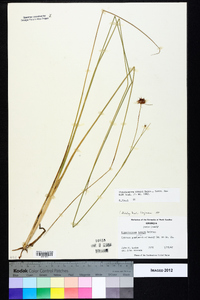 Rhynchospora tracyi image