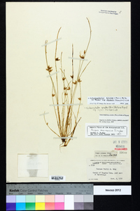 Schoenoplectus erectus subsp. raynalii image