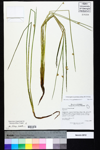 Schoenoplectiella purshiana image