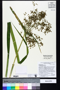 Scirpus expansus image