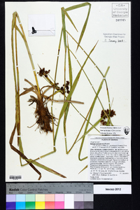 Scirpus georgianus image