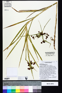 Scirpus polyphyllus image