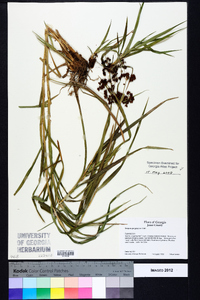 Scirpus polyphyllus image