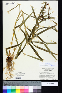 Scirpus polyphyllus image