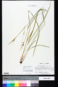 Scleria baldwinii image