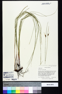 Scleria ciliata var. glabra image