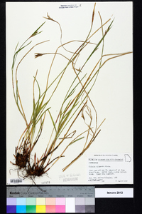 Scleria oligantha image