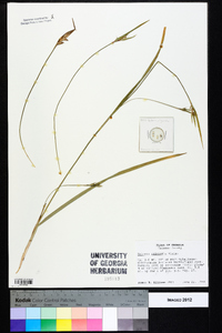 Scleria oligantha image