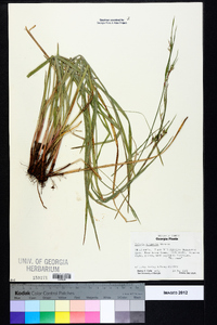 Scleria oligantha image