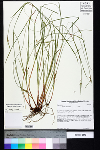 Scleria oligantha image