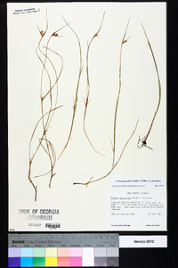 Scleria pauciflora var. pauciflora image