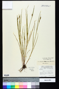 Scleria reticularis image