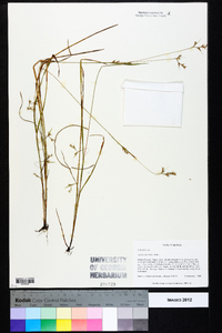 Scleria reticularis image