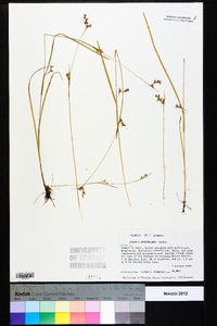 Scleria reticularis image