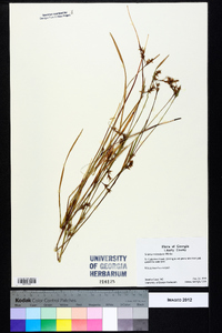 Scleria reticularis image