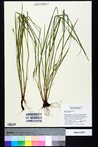 Scleria reticularis image