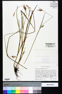 Scleria reticularis image