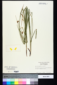 Scleria triglomerata image