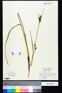 Scleria triglomerata image
