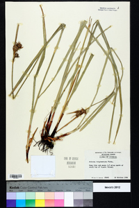 Scleria triglomerata image