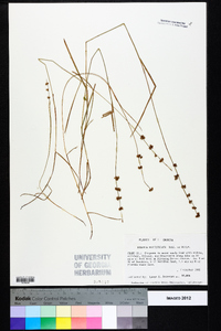 Scleria verticillata image