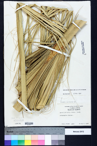 Sabal palmetto image