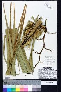 Sabal palmetto image