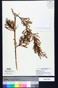 Serenoa repens image