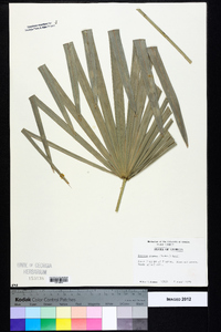 Serenoa repens image