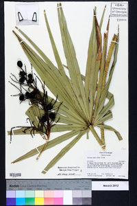 Serenoa repens image