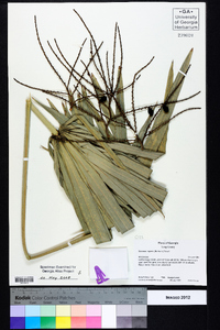 Serenoa repens image