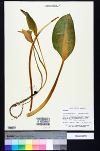 Orontium aquaticum image