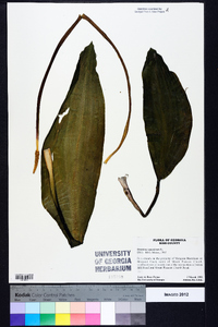 Orontium aquaticum image